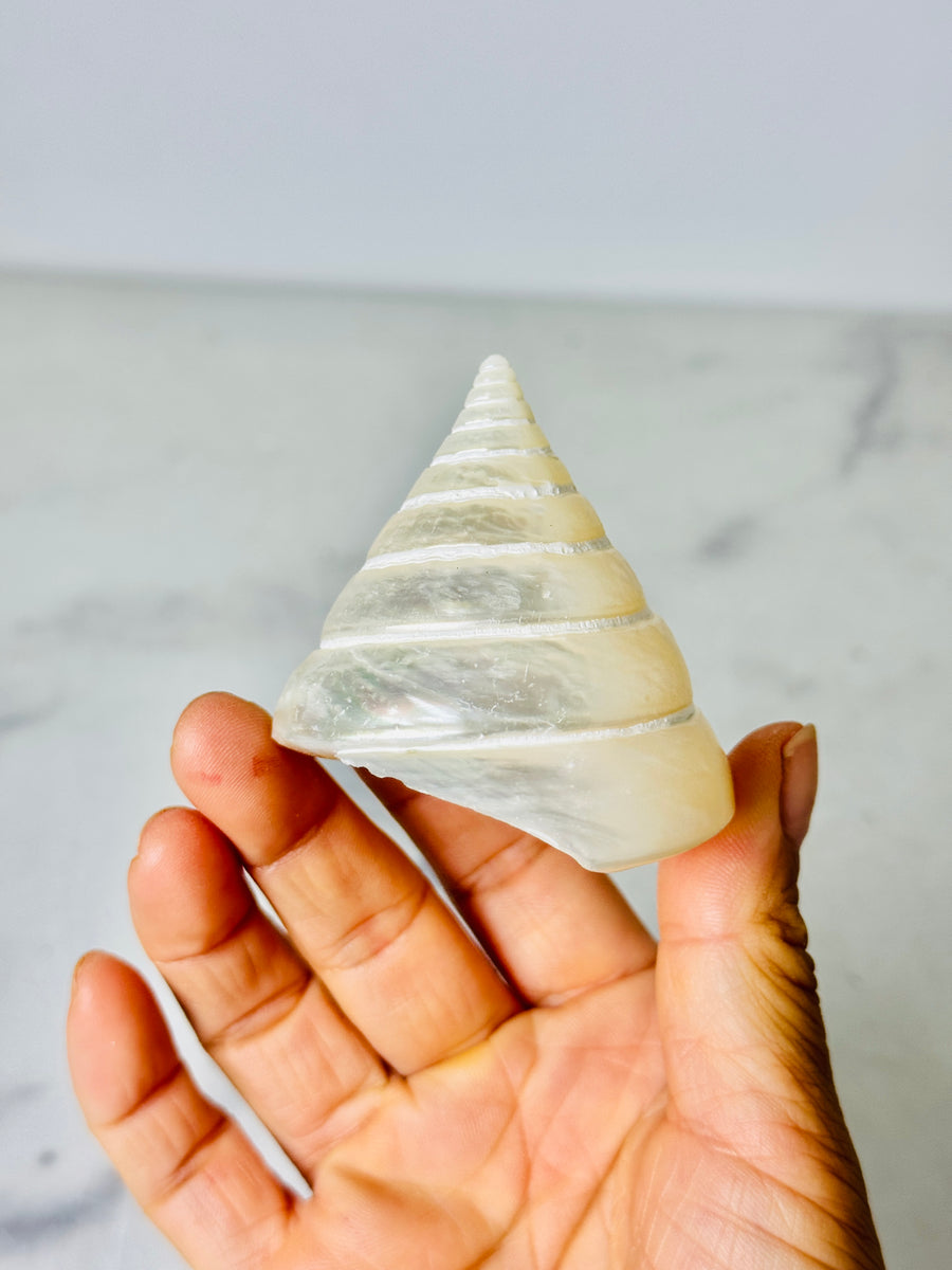 Polished Silver Tower Conch Shell