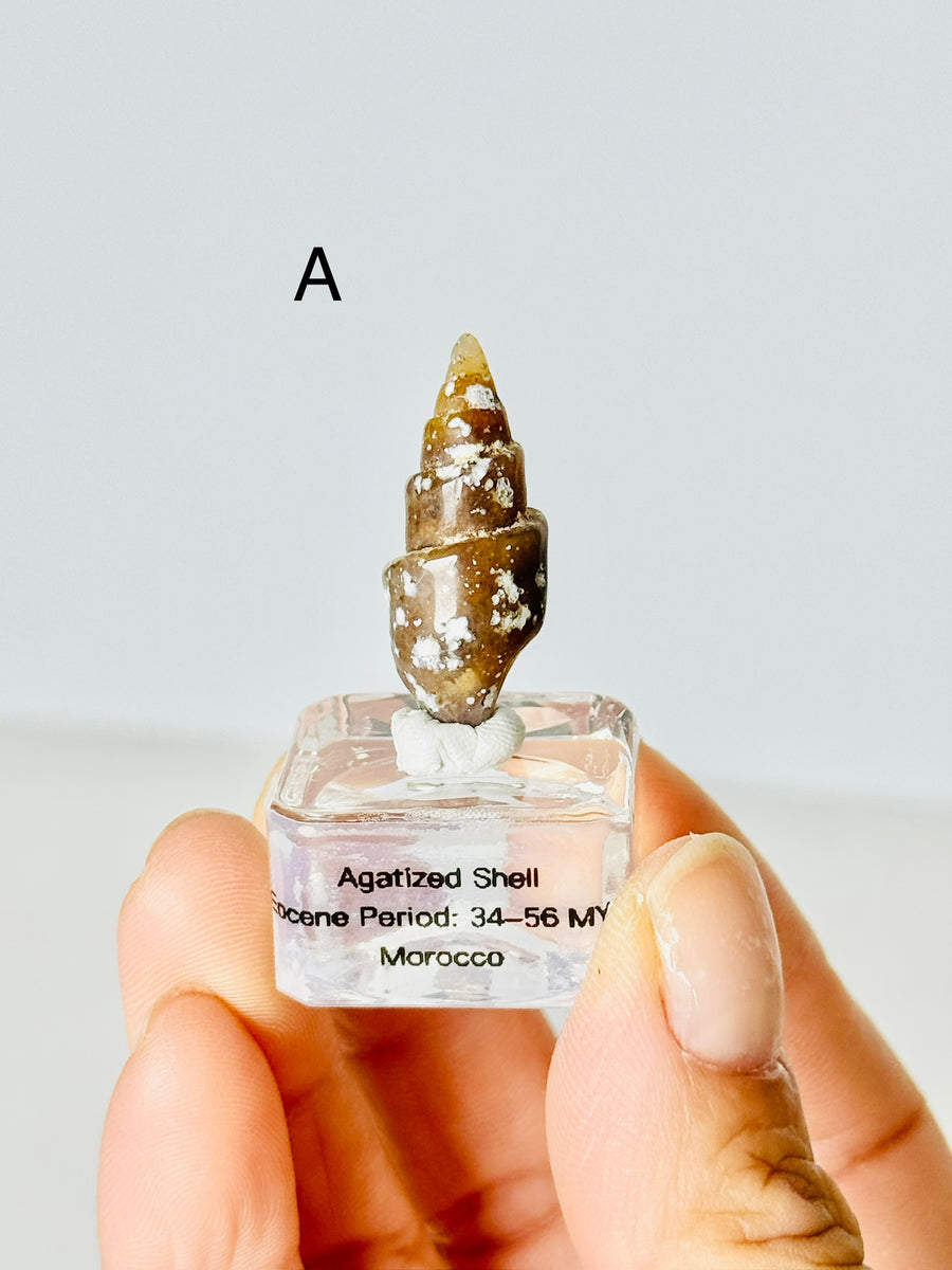 Agatized Shell from Morocco