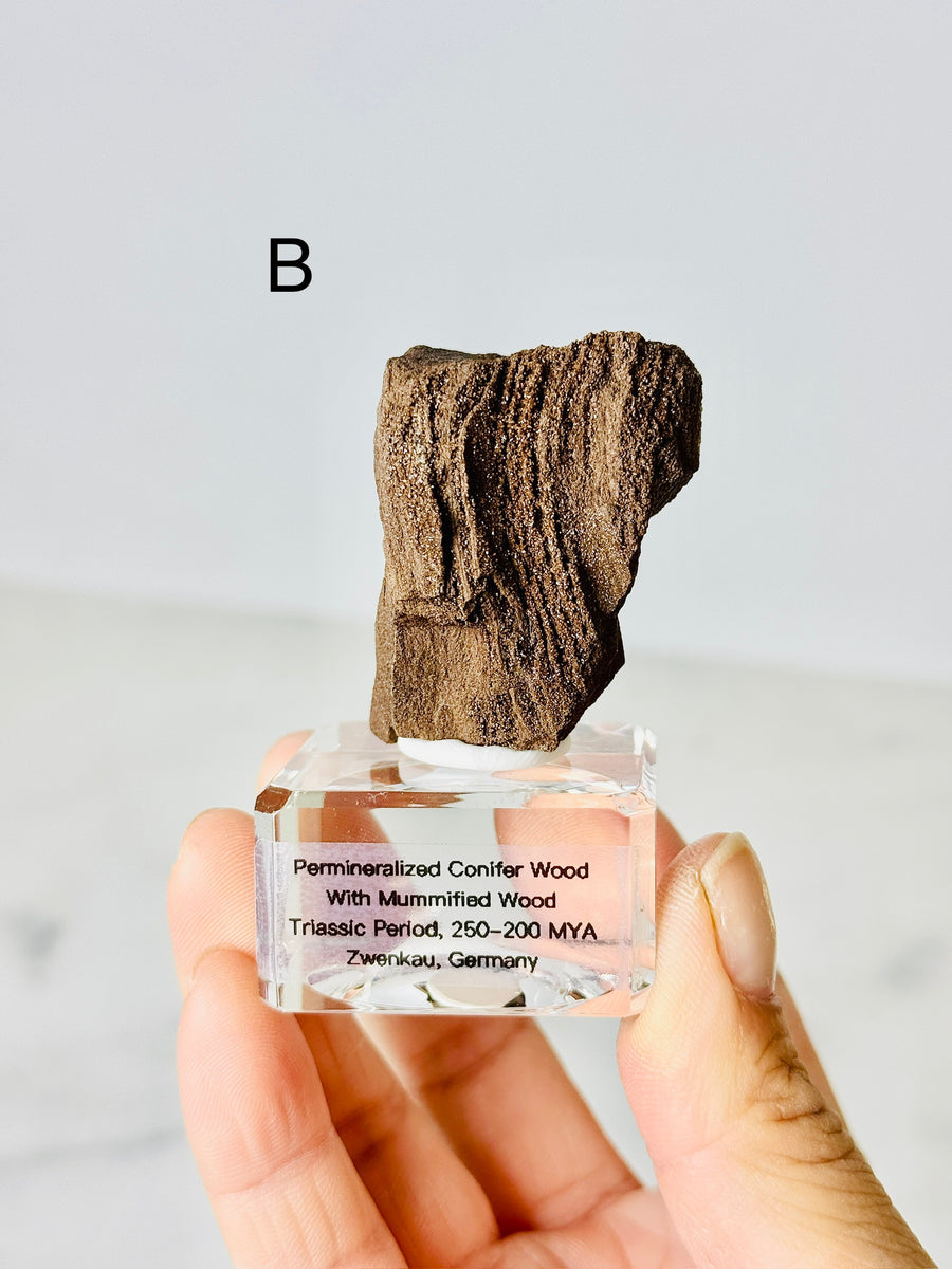 Permineralized Conifer Wood with Mummified Wood from Triassic Period, Germany