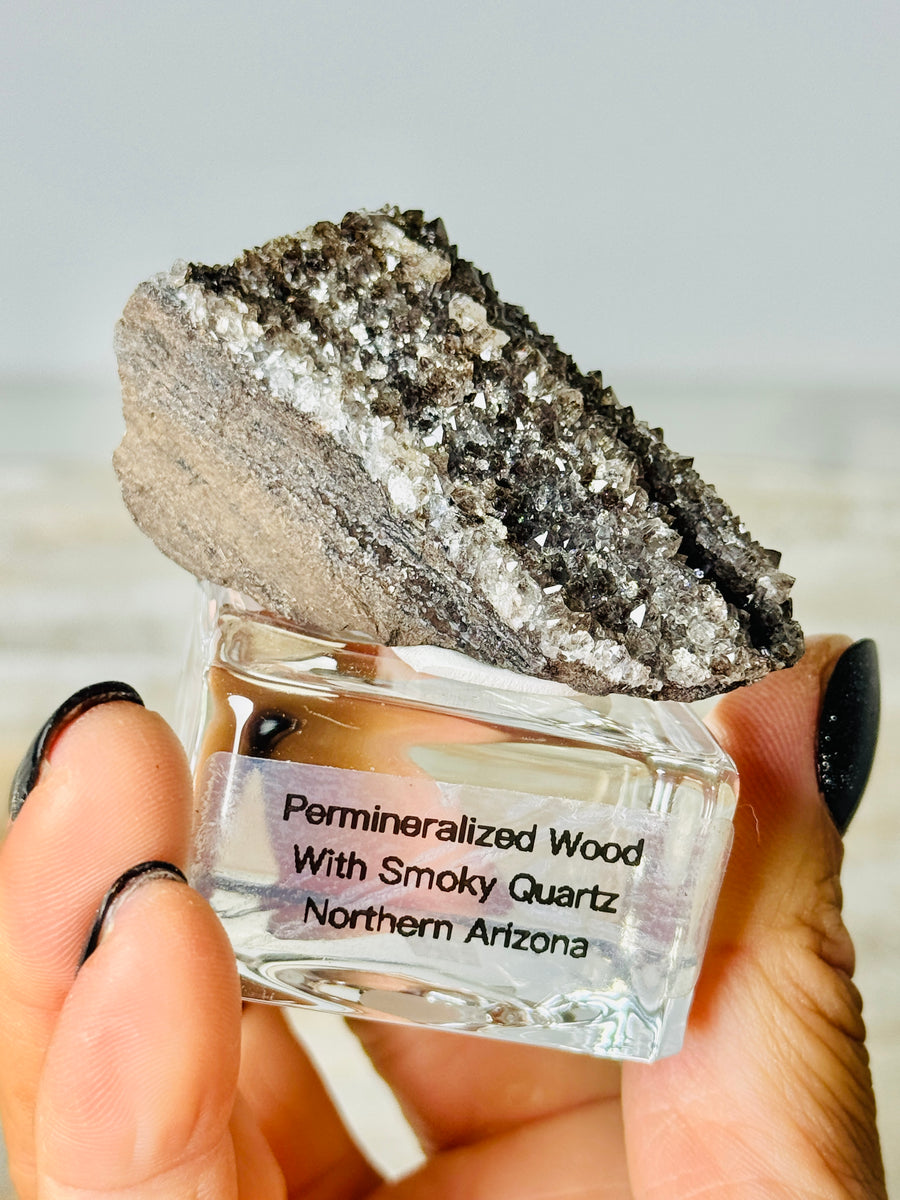 Permineralized Wood with Smoky Quartz from Arizona