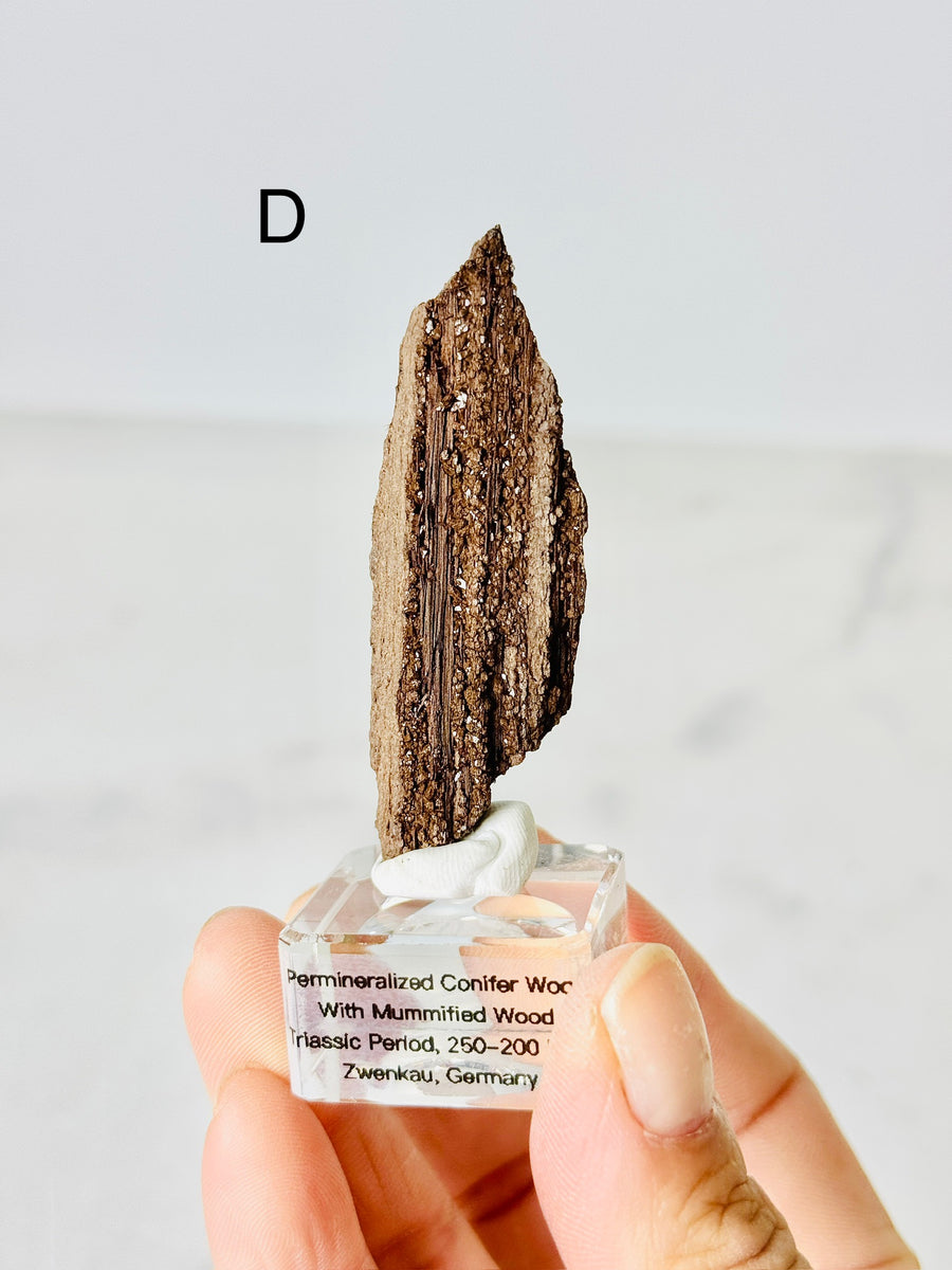 Permineralized Conifer Wood with Mummified Wood from Triassic Period, Germany