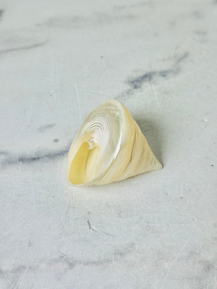 Polished Silver Tower Conch Shell