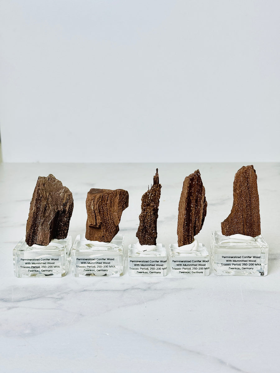 Permineralized Conifer Wood with Mummified Wood from Triassic Period, Germany