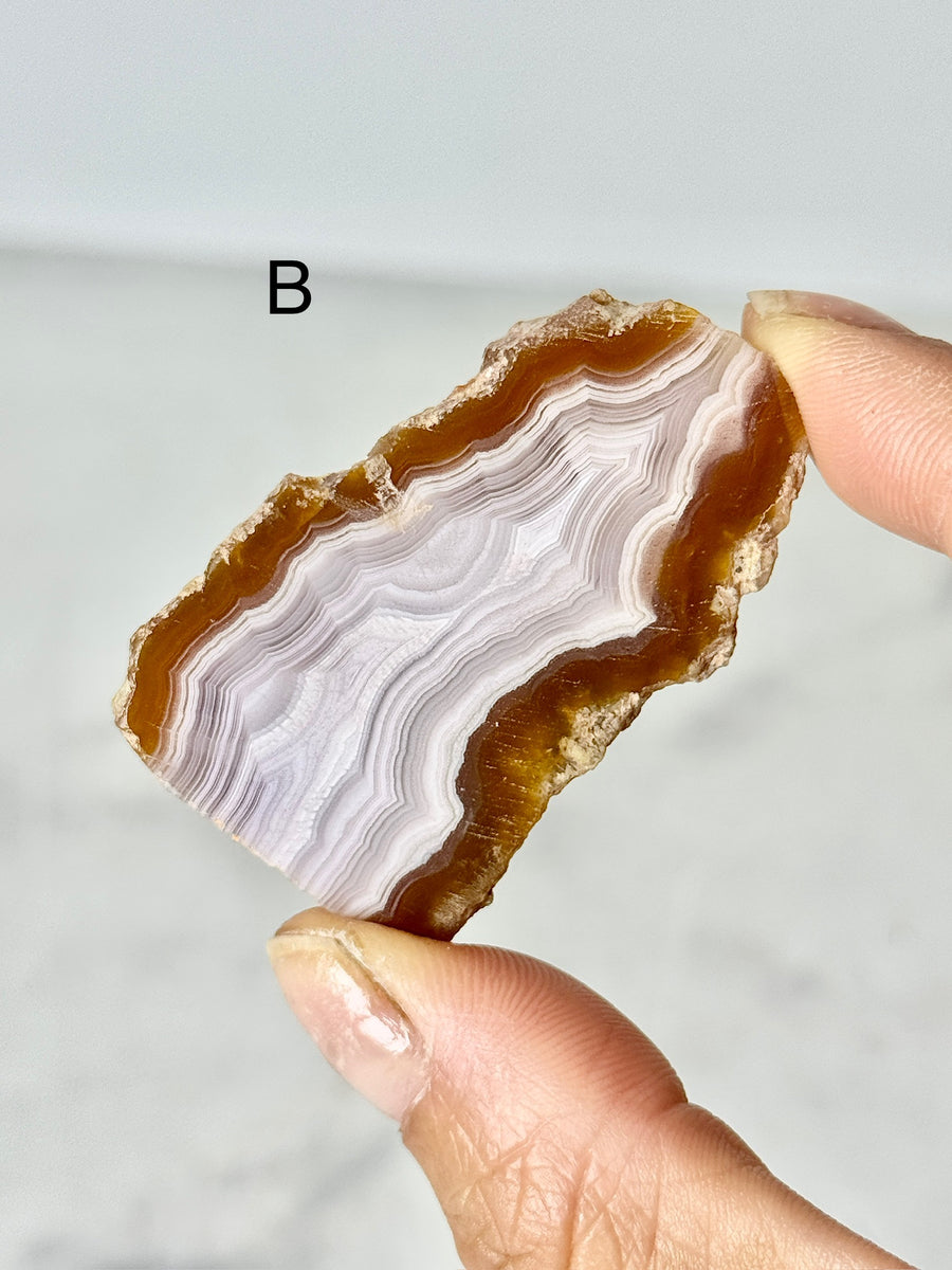 Laguna Agate Slice from Chihuahua Mexico