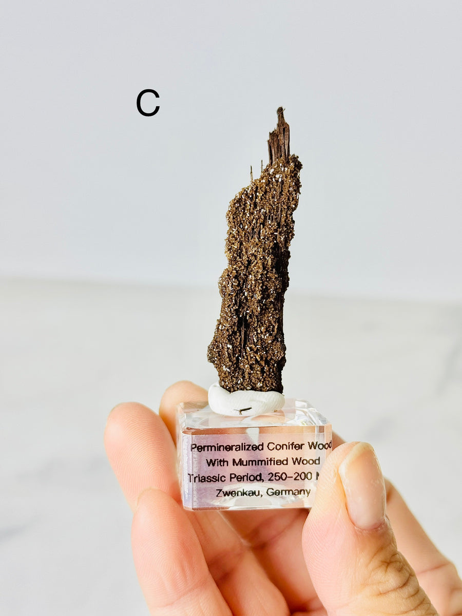 Permineralized Conifer Wood with Mummified Wood from Triassic Period, Germany