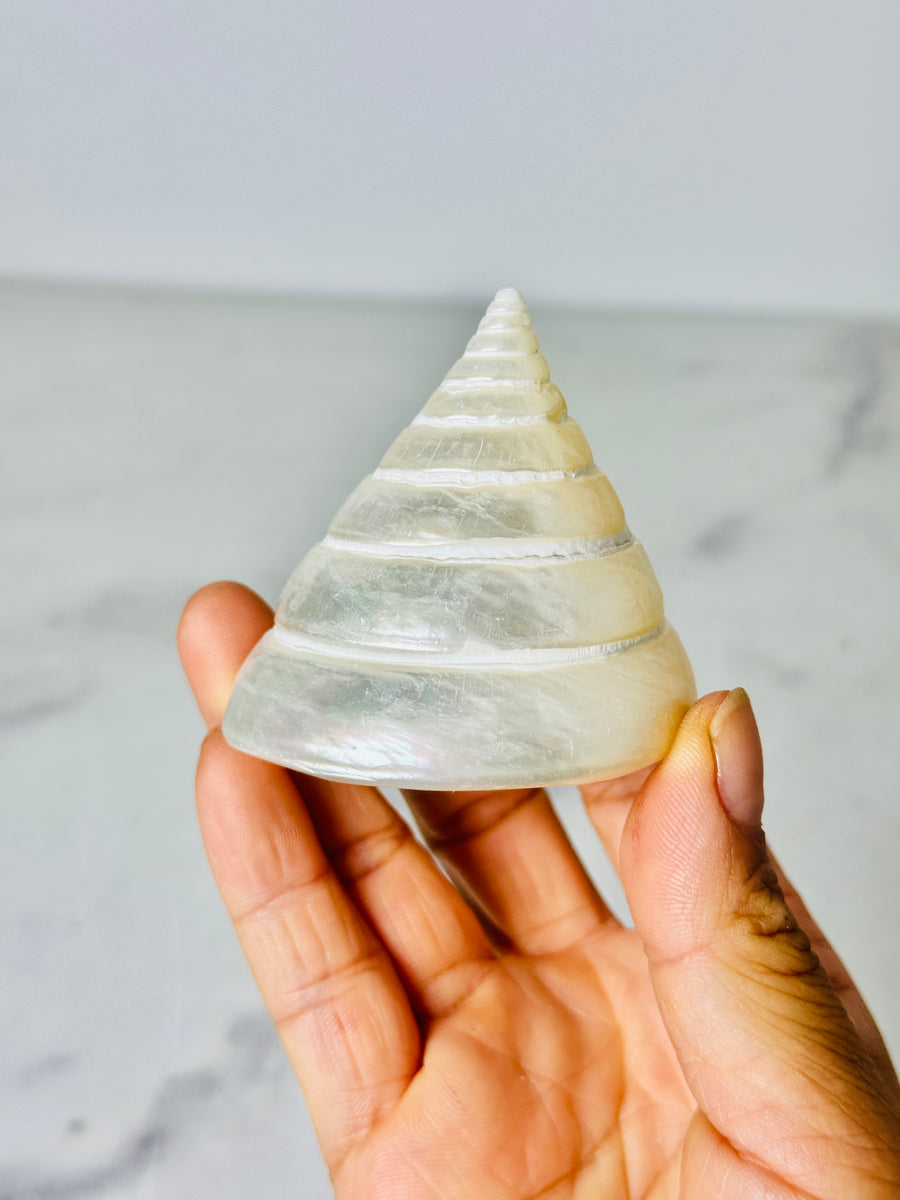 Polished Silver Tower Conch Shell