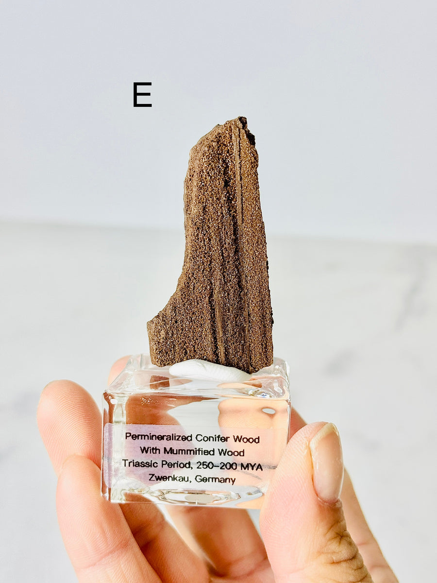 Permineralized Conifer Wood with Mummified Wood from Triassic Period, Germany