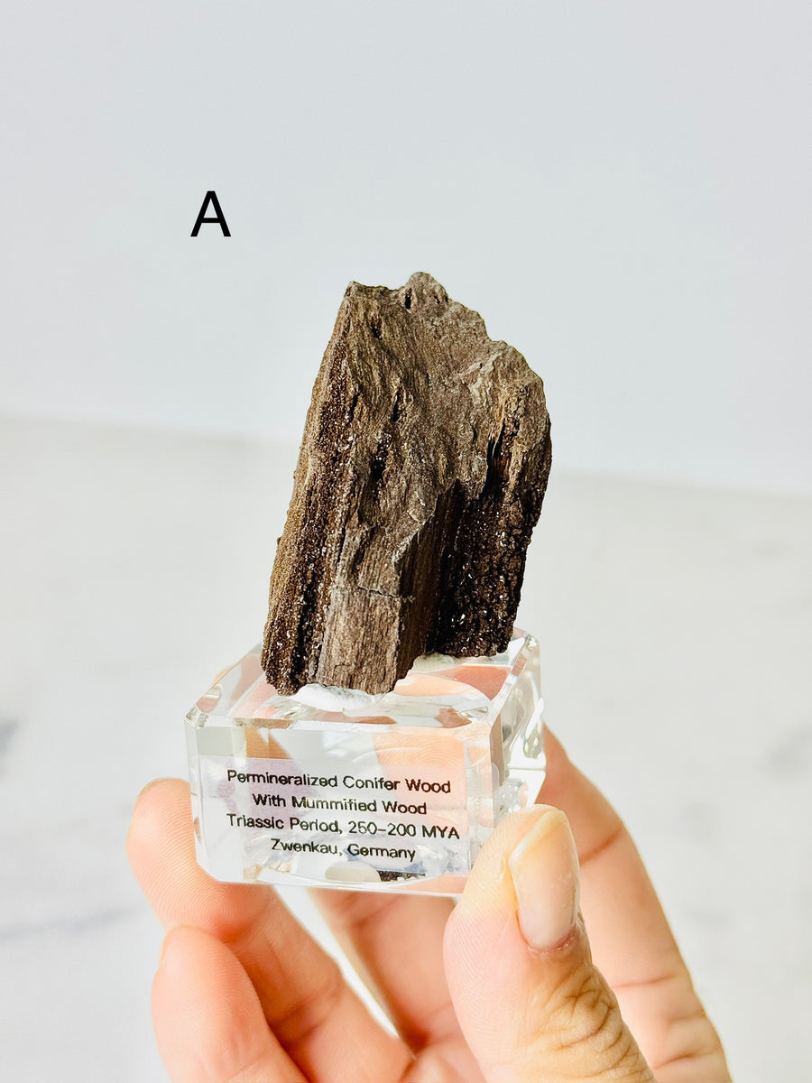 Permineralized Conifer Wood with Mummified Wood from Triassic Period, Germany