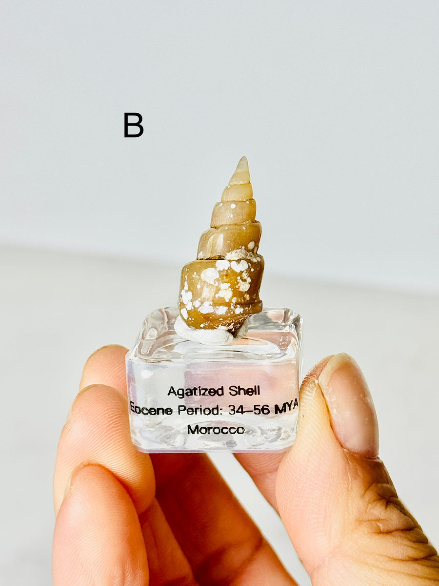 Agatized Shell from Morocco