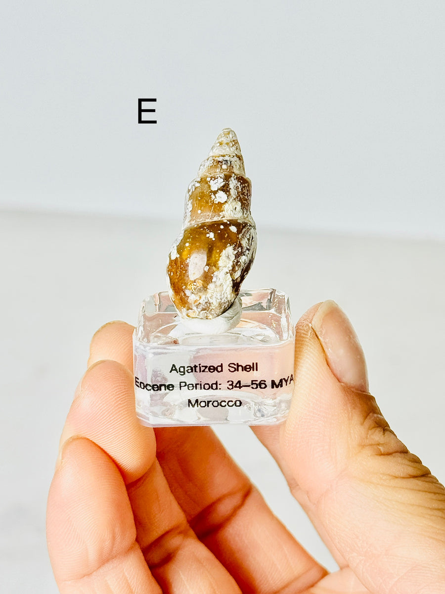 Agatized Shell from Morocco