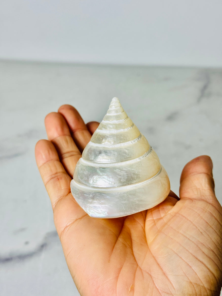Polished Silver Tower Conch Shell
