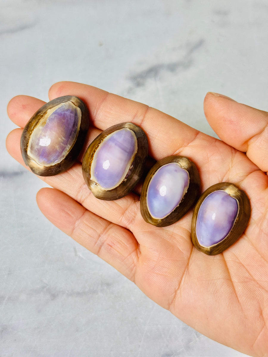 Purple Cowrie Shell