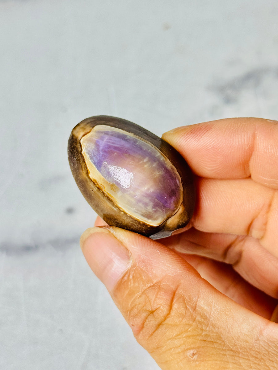 Purple Cowrie Shell