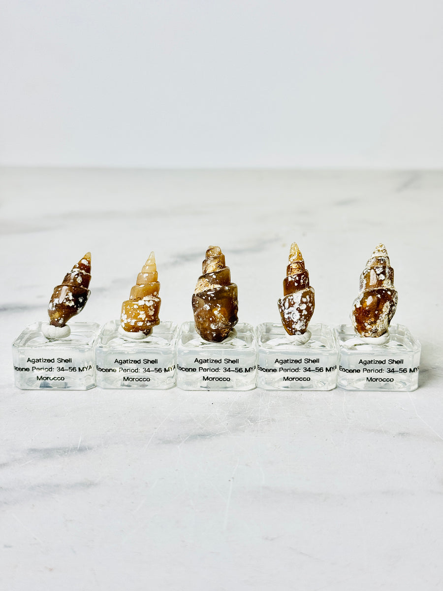 Agatized Shell from Morocco