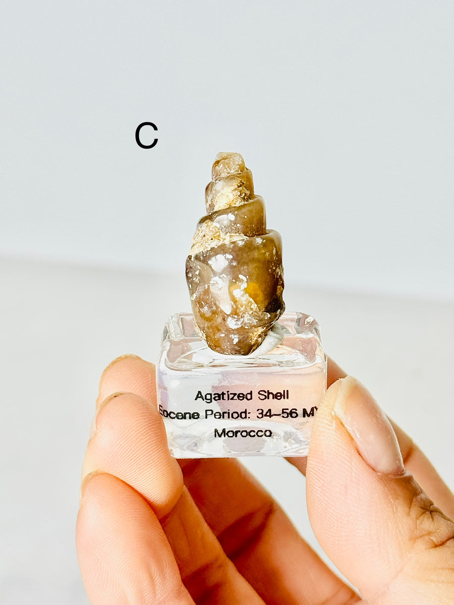 Agatized Shell from Morocco