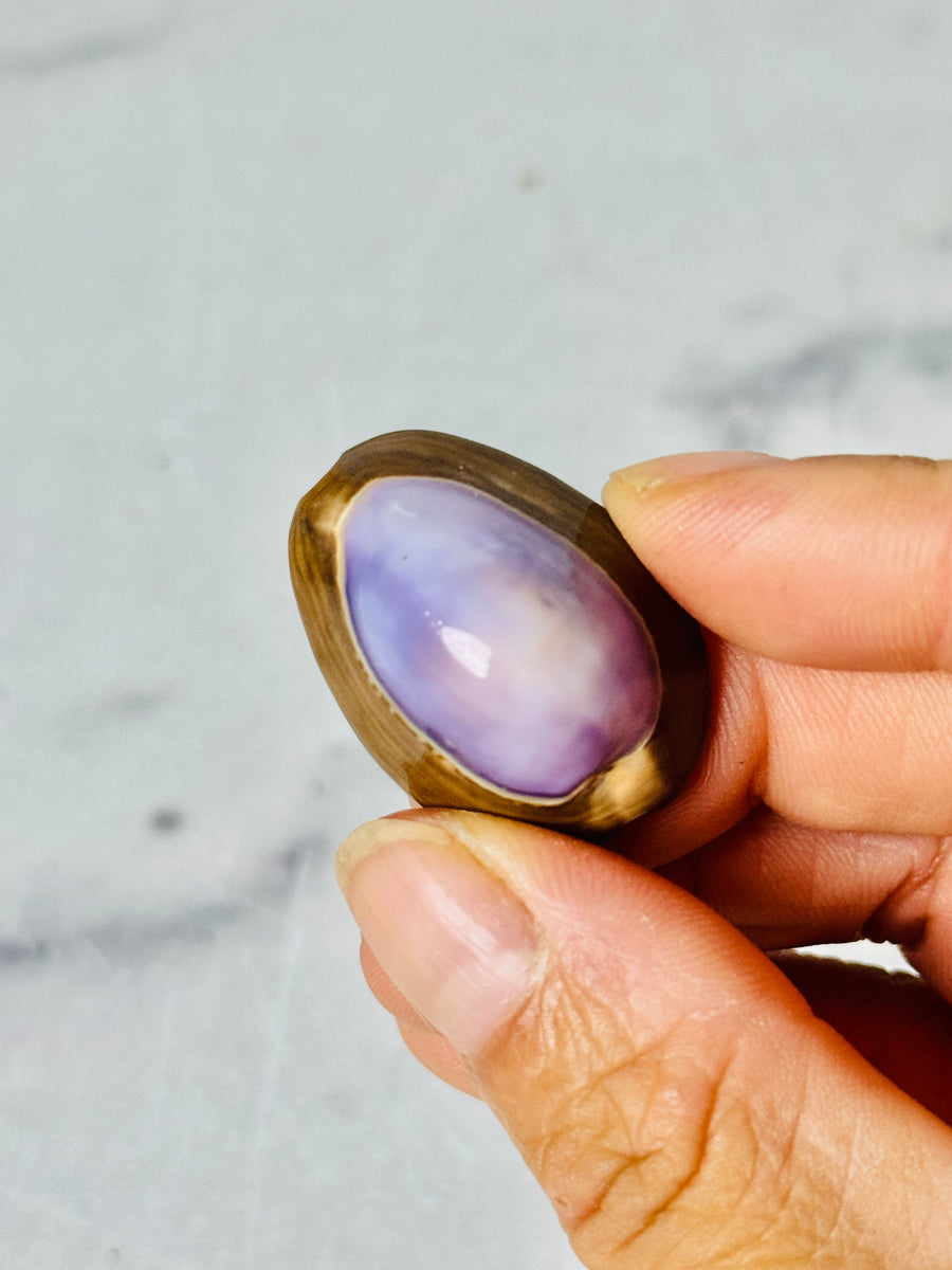 Purple Cowrie Shell
