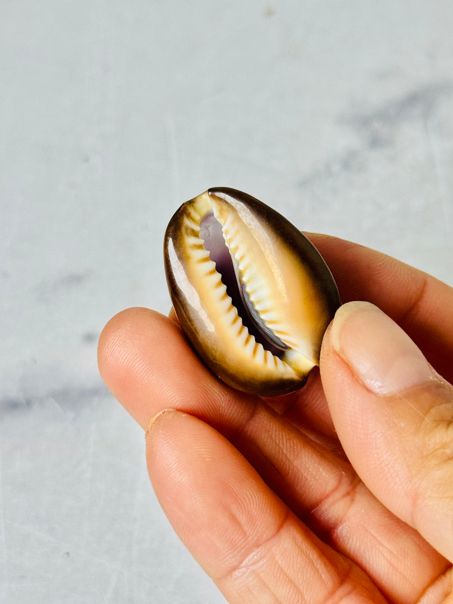 Purple Cowrie Shell