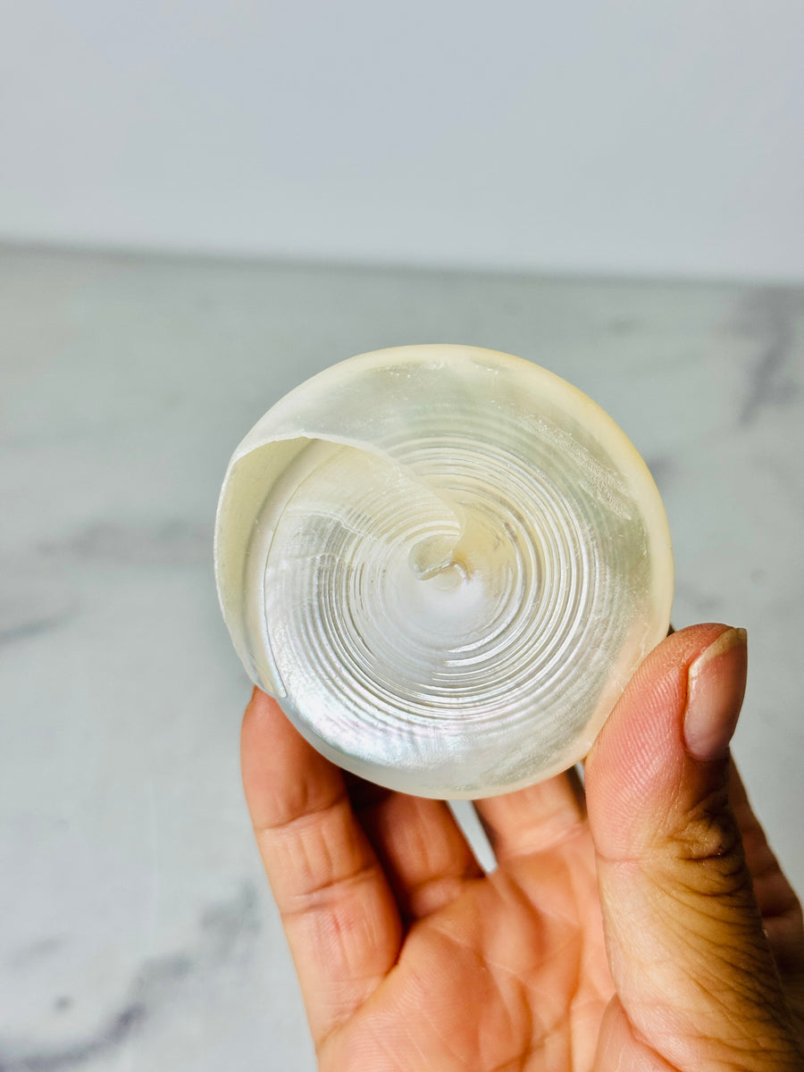 Polished Silver Tower Conch Shell