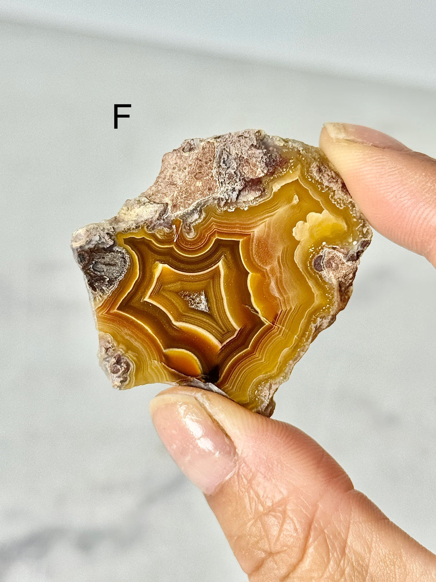 Laguna Agate Slice from Chihuahua Mexico