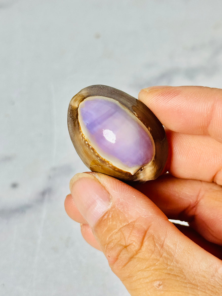 Purple Cowrie Shell