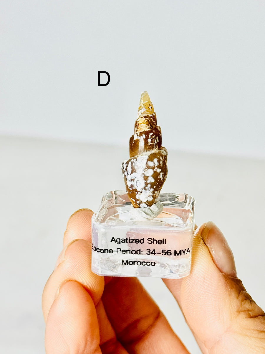 Agatized Shell from Morocco