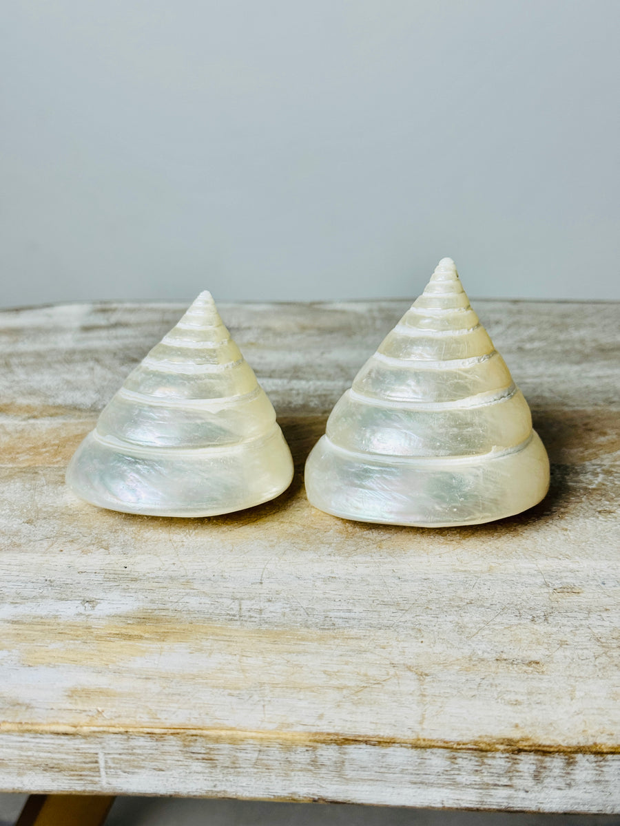 Polished Silver Tower Conch Shell