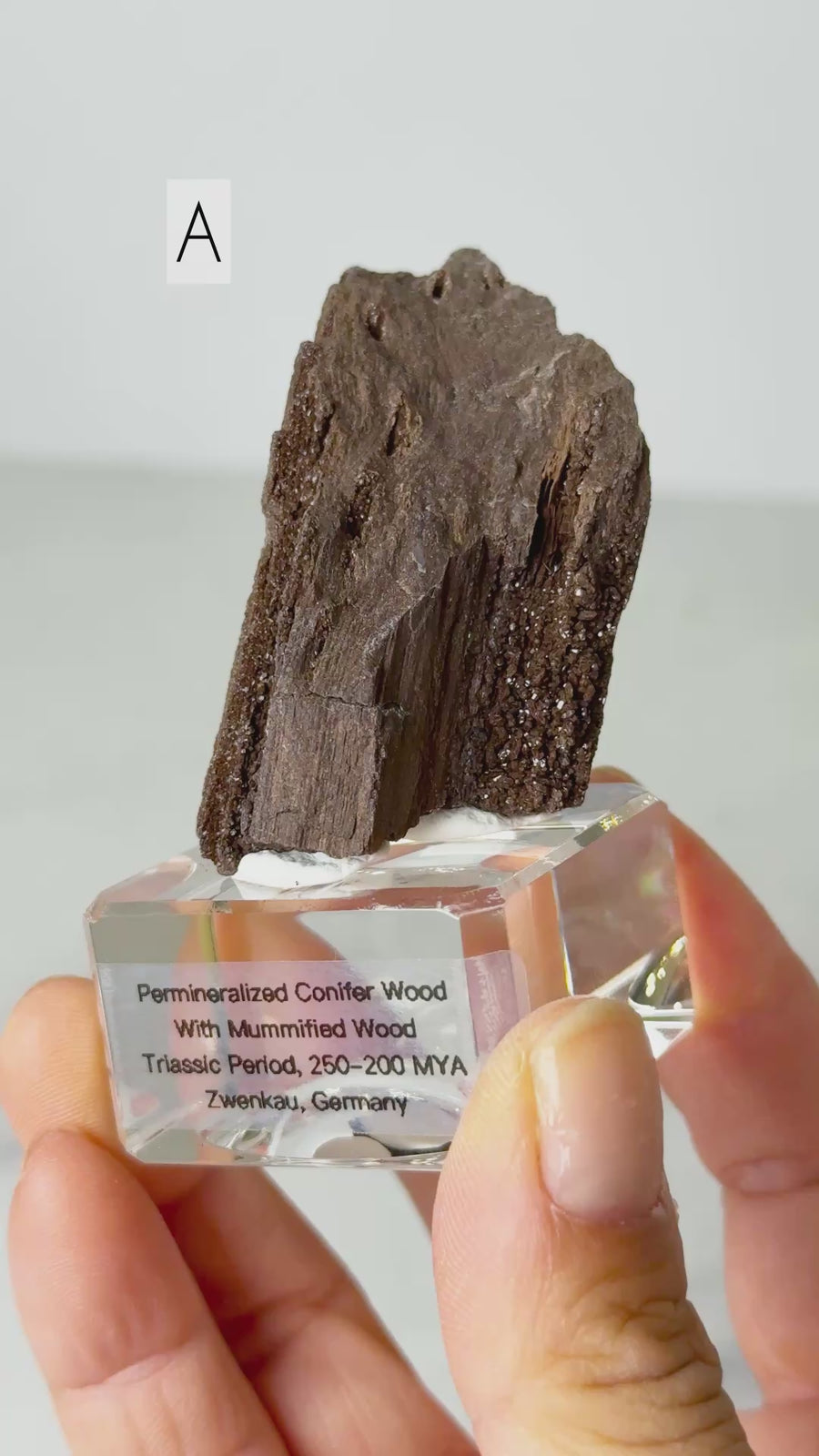 Permineralized Conifer Wood with Mummified Wood from Triassic Period, Germany